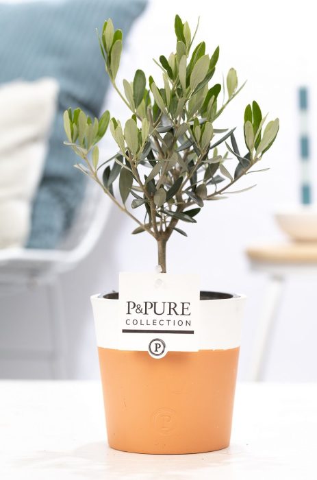 Olea Europaea in P&PURE Terra Cotta 4 white, D 12
