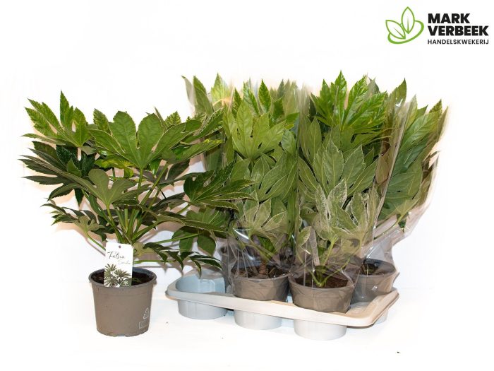 fatsia Spider Web, D 17