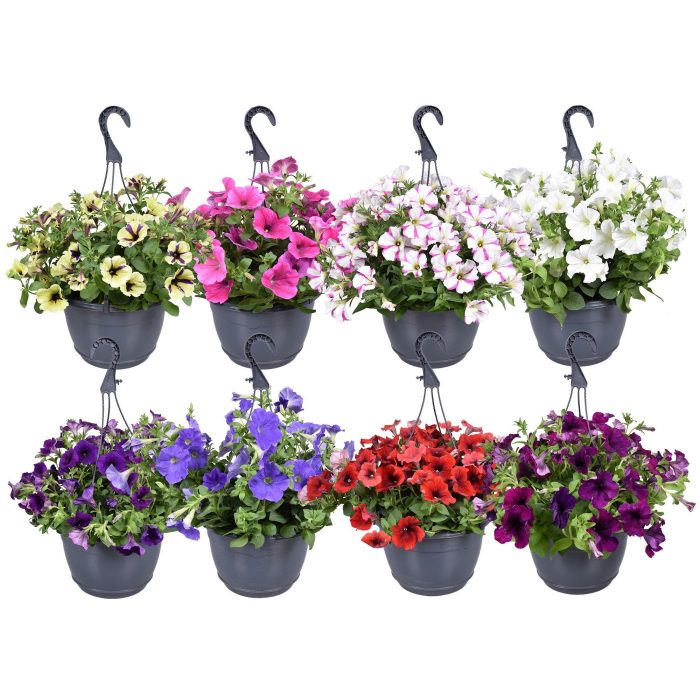 Hpot Petunia Mixkar + Hoes, D 25