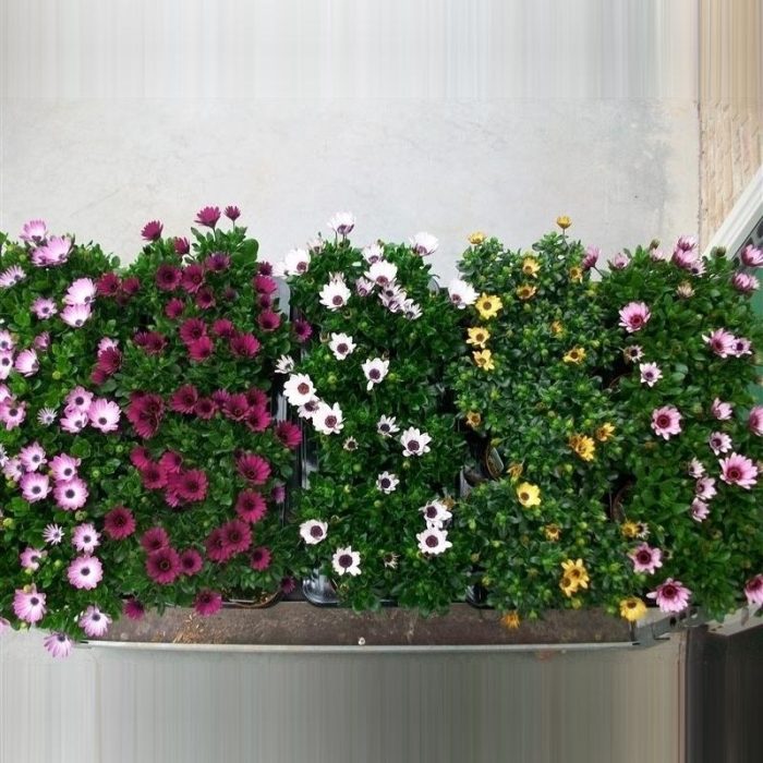 Osteospermum diverse,Mixlaag, D 10,5