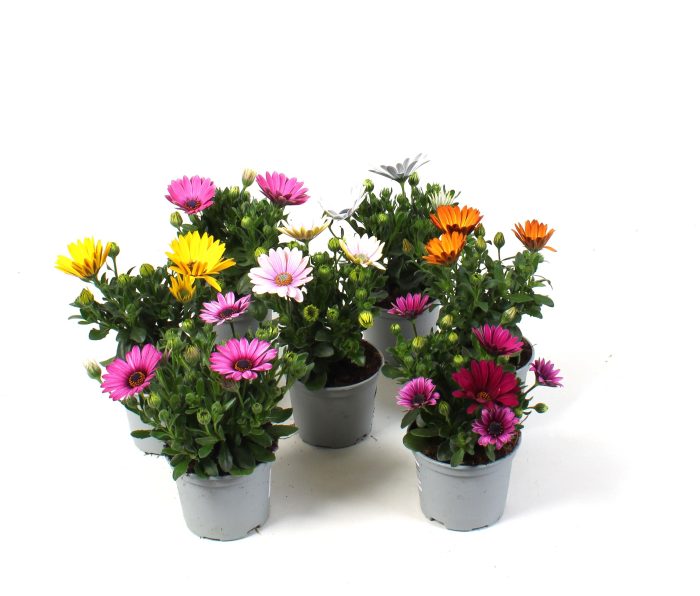 Osteospermum Mixkar, D 10,5