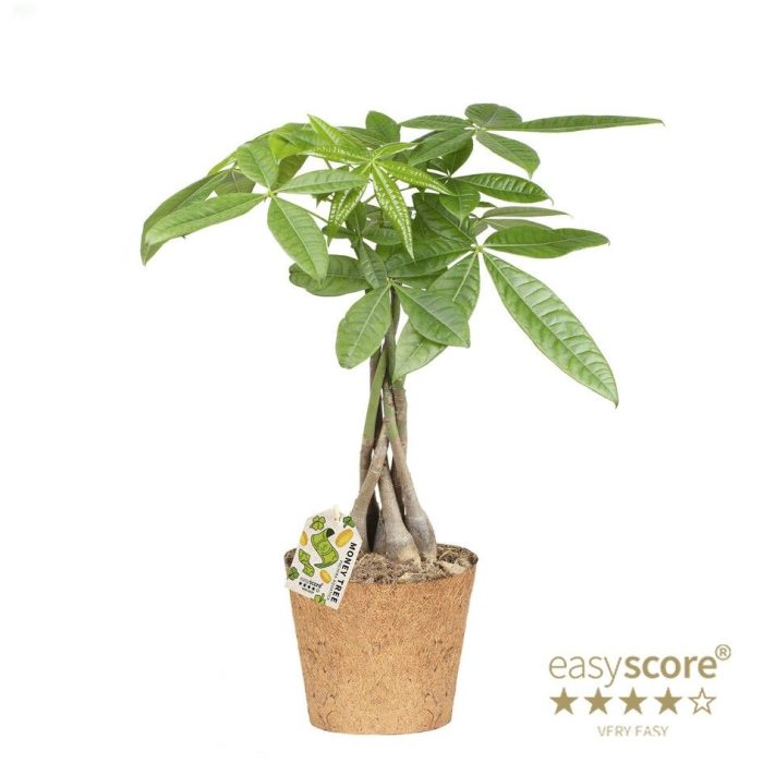 Pachira aquatica Stems - COCOZ, D 17