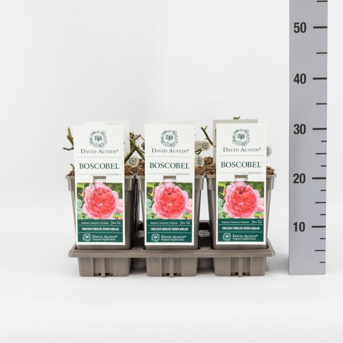 Rosa (Aus) Boscobel ®, C3, D 17