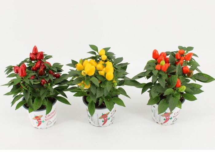 Capsicum Sombrero Mambo Gemengd 12cm, D 12