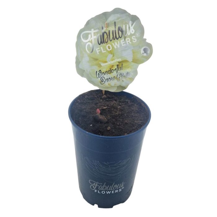 Paeonia lact. Fabulous Flowers® Wonderful Snow White® C7 (21cm.), D 21