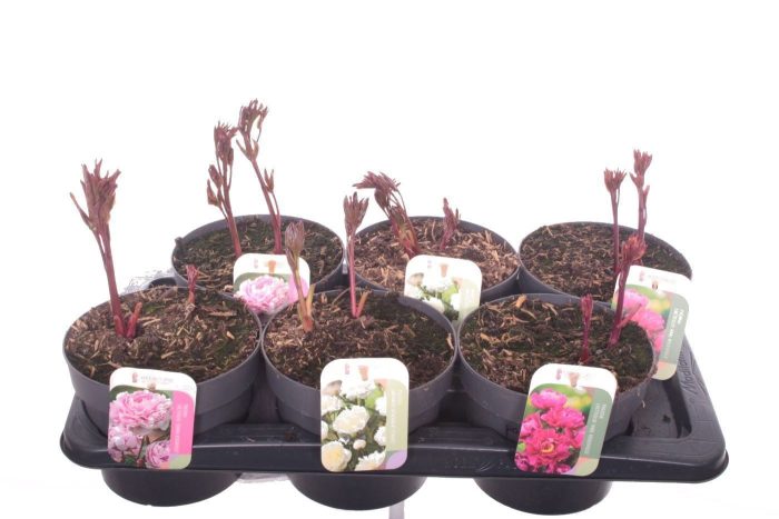 Paeonia mix, D 17