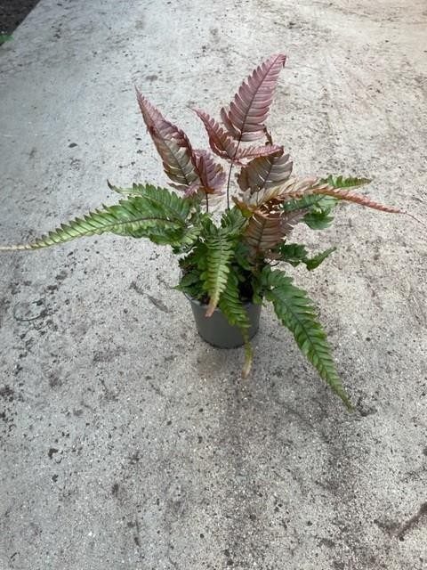 PTERIS QUADRIAURITA 'TRICOLOR', D 11