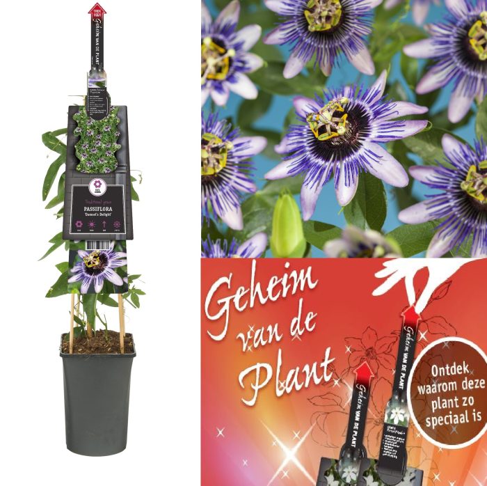 Passiflora 'Damsel's Delight' secret of the plant EN, D 17