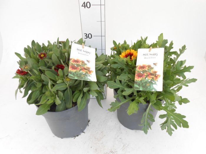 Gaillardia aristata, D 19