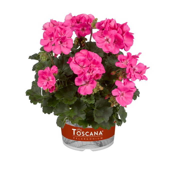 Pelargonium zonale Castello Benja Pink 10,5 zwart, D 10,5