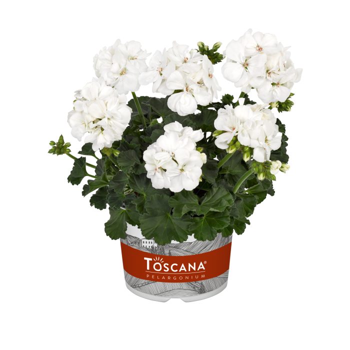 Pelargonium Zonale Castello Isabella White 10,5 cm zwart, D 10,5
