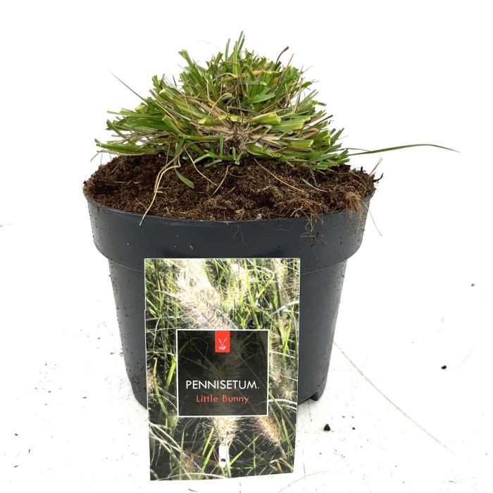 Pennisetum al. 'Little Bunny', D 17