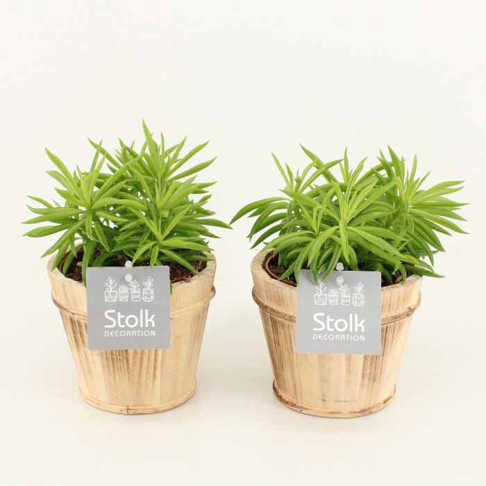 Peperomia Nevada in Wood Bruin, D 13
