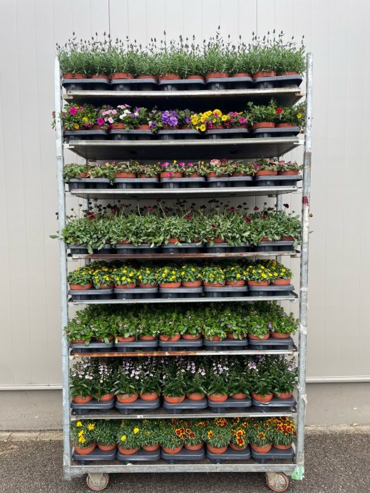 Perkplanten Mixkar 13 cm, D 13