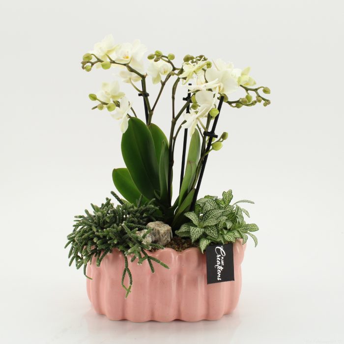 PHAL-2640W Phalaenopsis creatie, D 23