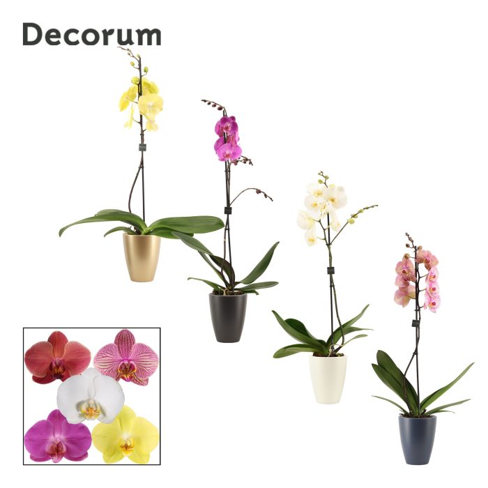 Phalaenopsis 1 tak 9+ mix in Carly (Neo Architect-collection), D 12