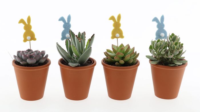 Terracotta pot succulent mix + bunny, D 10