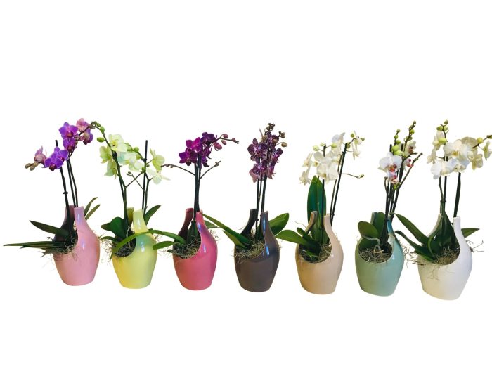 Phalaenopsis 2 tak gemengd op julia, D 9