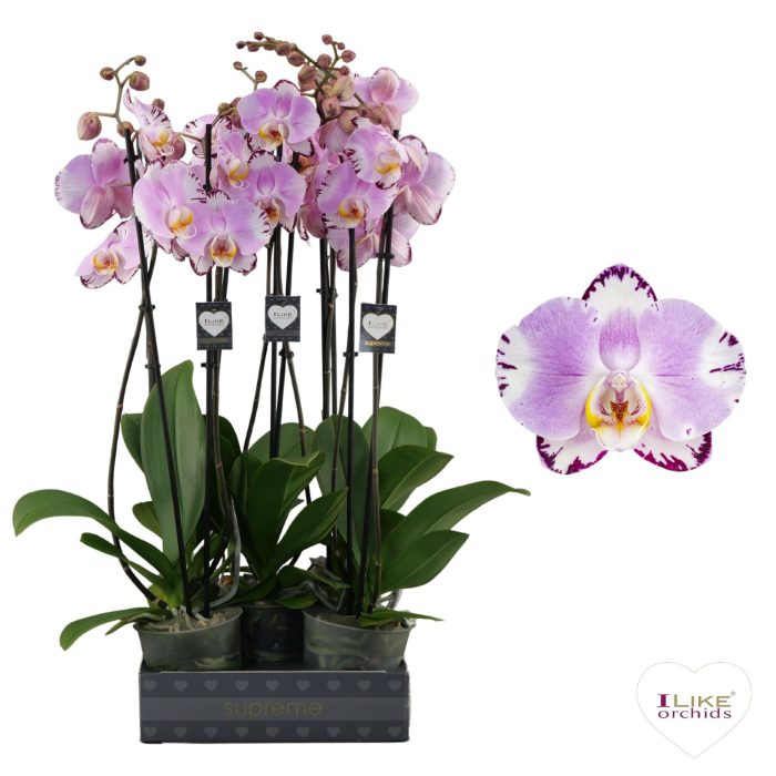 Phalaenopsis Art Nouveau - 2 tak 80cm, D 12