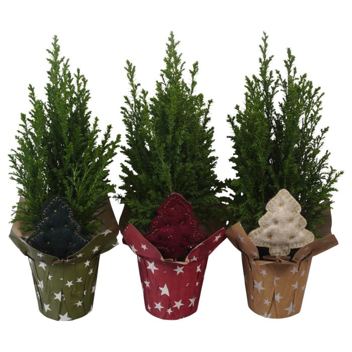 PTK26717 Ellwoodii in papieren potcover mix met decoratie, D 9
