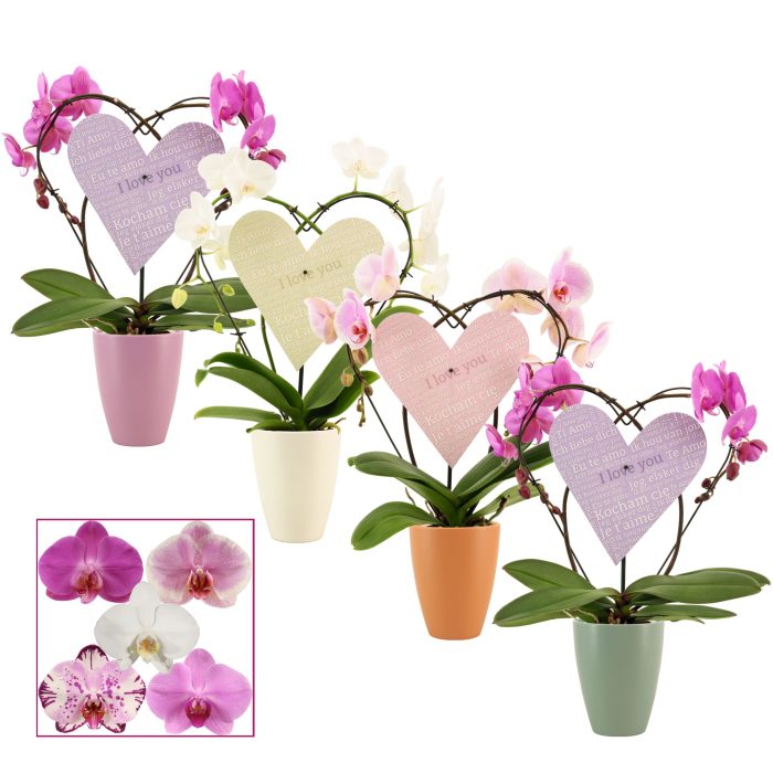 Phalaenopsis Heart 2 Heart mix in Carly (Craft world-collection), D 12