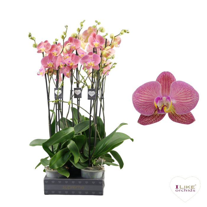Phalaenopsis Paradox - 2 tak 80cm (Less Plastic), D 12