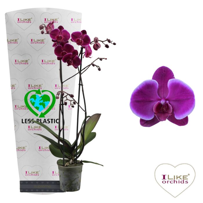Phalaenopsis Starsailor - 2 tak 60cm (Less Plastic), D 12