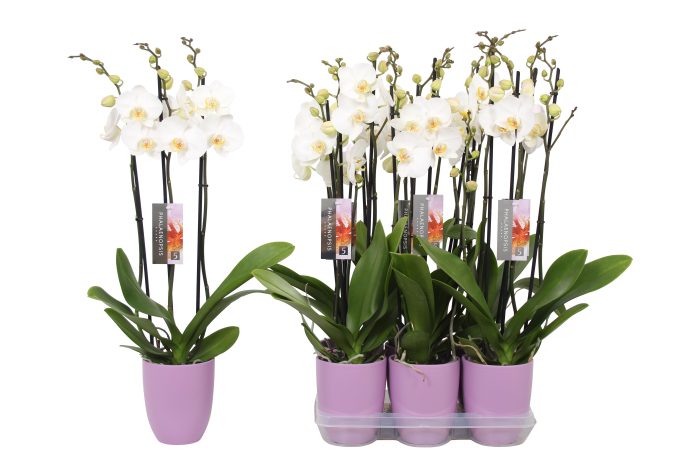 Phalaenopsis White, 3-spike Lilac Ceramics, D 12