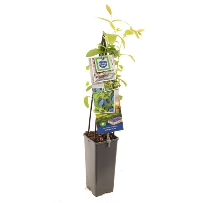Lonicera caerulea kamtschatica Blauwe honingbes, D 11