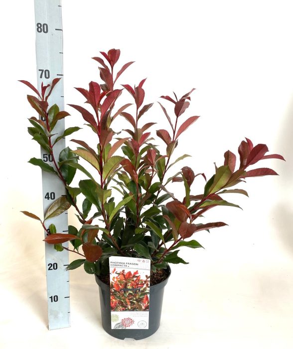 Photinia fraseri 'Dicker Toni', D 23