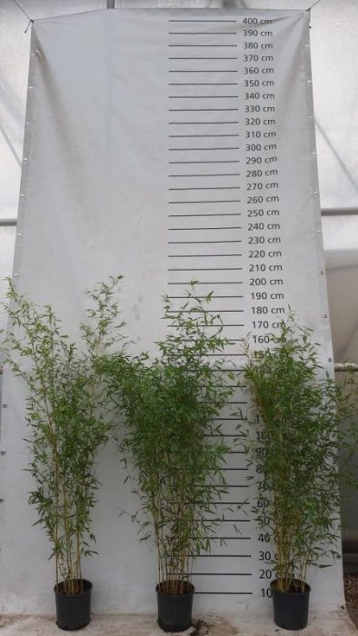Phyllostachys aureos. 'Aureocaulis', D 23