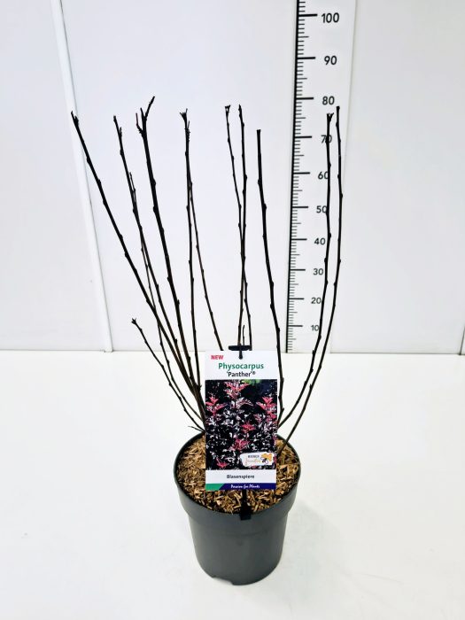 Physocarpus op. 'Panther' C5, D 23