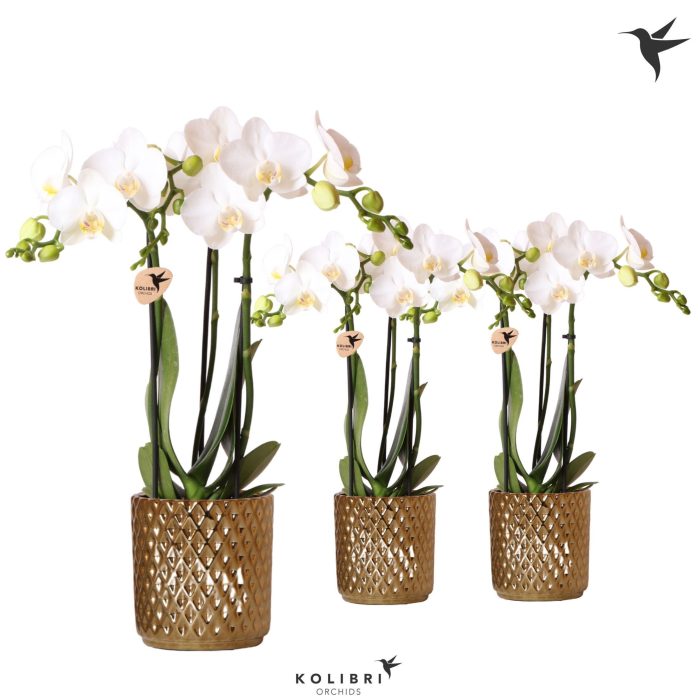 Kolibri Orchids Phalaenopsis white 3 spike in Diamond pot gold, D 9