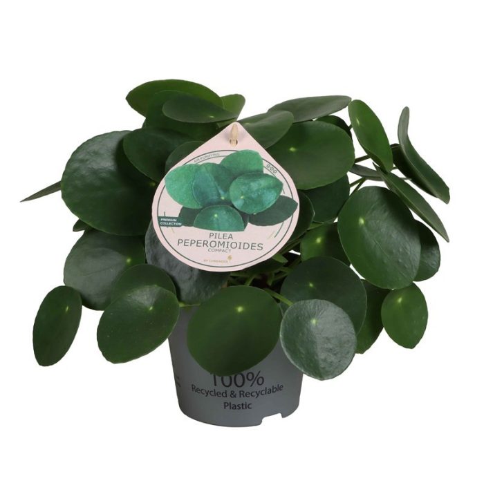 PILEA PEPEROMIOIDES 'EXCLUSIVE', D 12