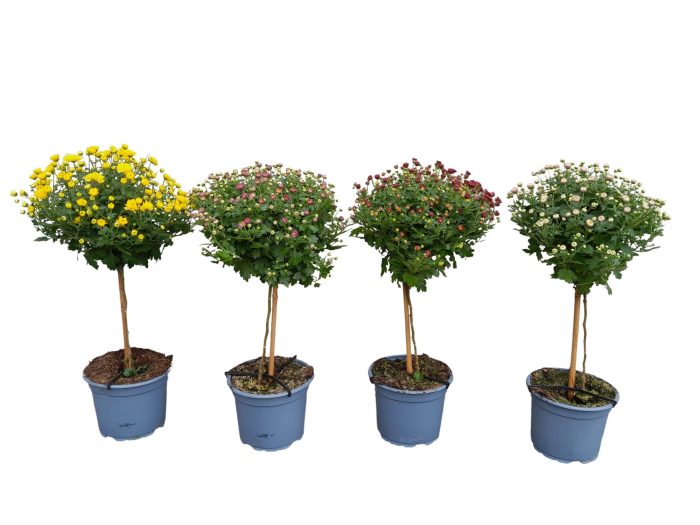 stamchrysant, D 17