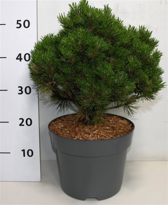 Pinus mugo 'Heideperle', D 23