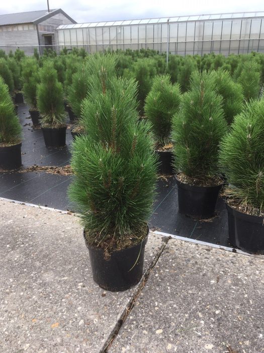 Pinus nigra Richard, D 26