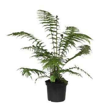 Dicksonia Antarctica (Tasmaanse Boomvaren), D 24