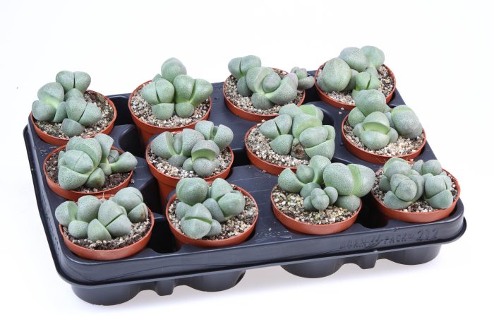 Pleiospilos nellii, D 8,5