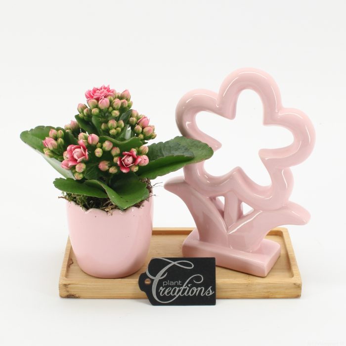 MDCR-2604RZ Mother's day Essentials, D 19