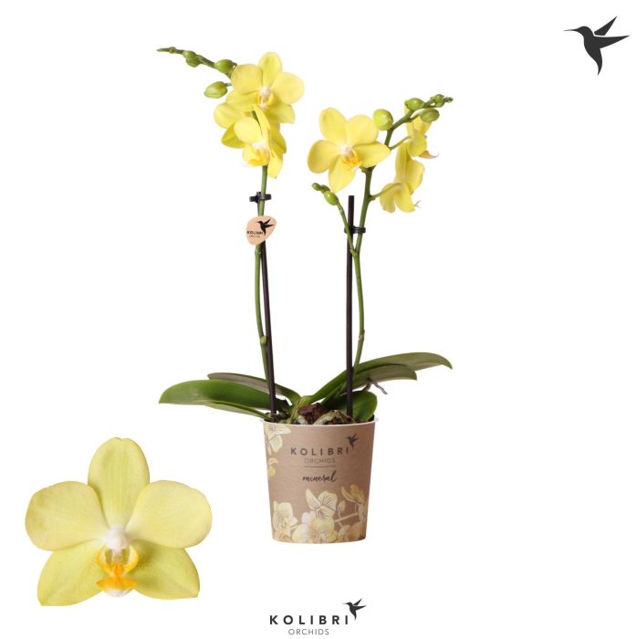 Kolibri Orchids Phalaenopsis La Paz 2 spike, D 9