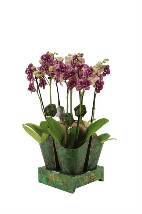 Potcover p12 golden nature Phal Signature Wildcat 2T16+, D 12