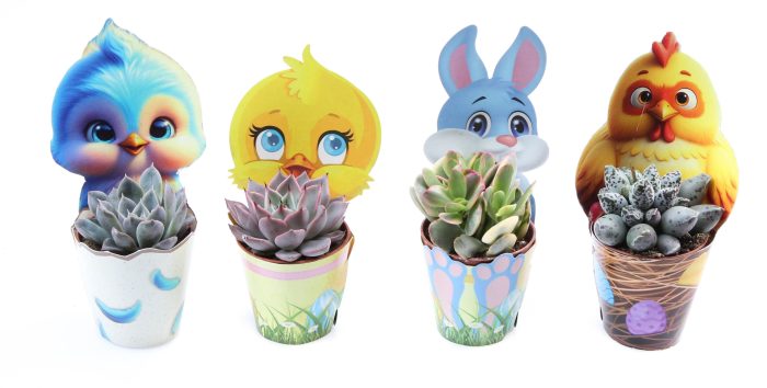Potcover Paasmix succulent, D 5,5