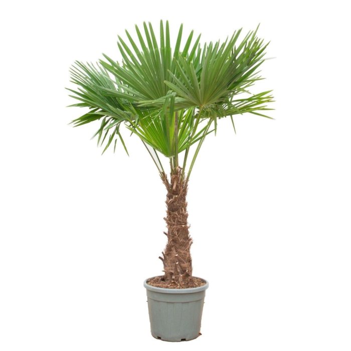 Trachycarpus fortuneii (Eagle Palm) P45 230-240cm, D 45