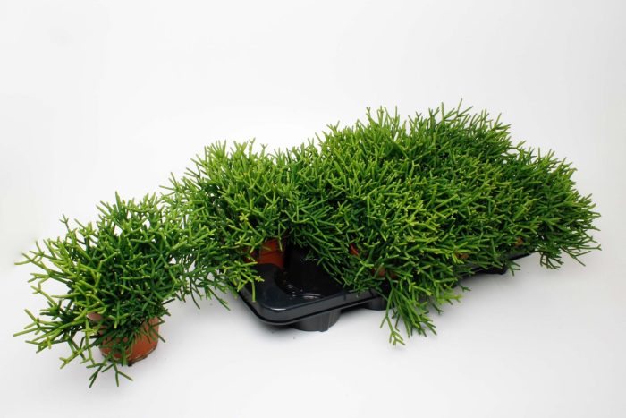 Rhipsalis Heteroclada, D 12
