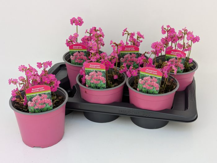 Primula rosea "Grandiflora" T17, D 17