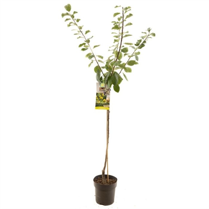 Prunus dom. R-Cl. d'Oullins half Gele pruim, D 27