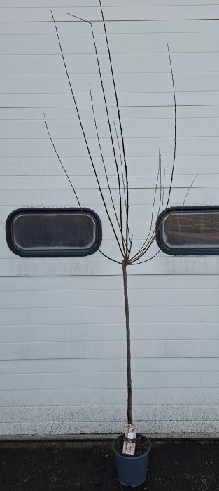 Prunus Triloba stam 100, D 24