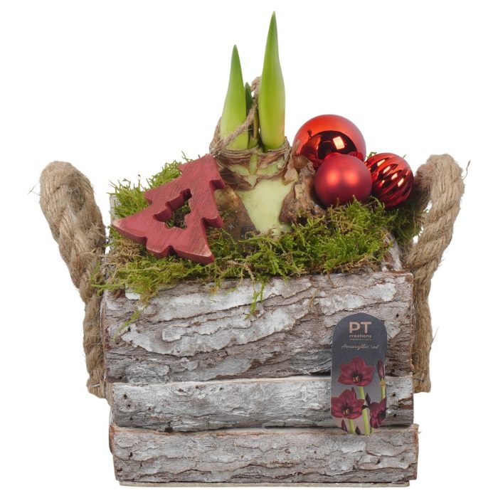 PTACH2548 Arrangement Amaryllis Christmas in houten pot, D 15