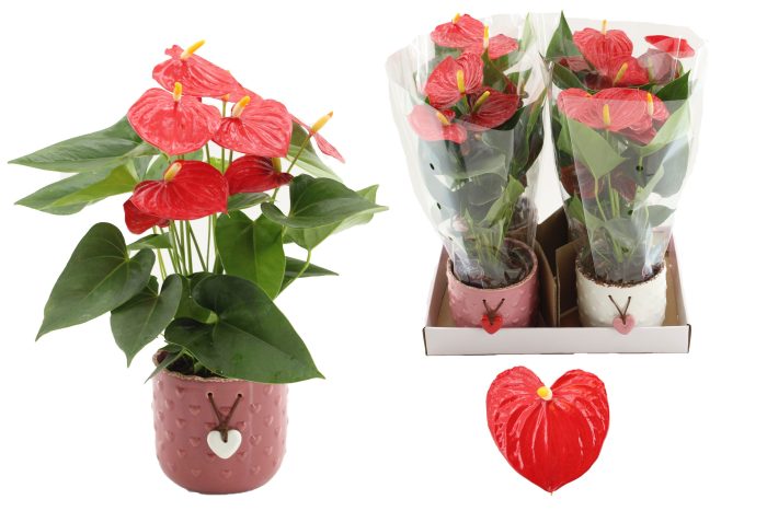 Anthurium 12 cm Esudo in Jolie ceramics, D 12